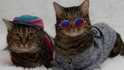 Котам из приюта устроили модную фотосессию в очках и шапках на Сахалине