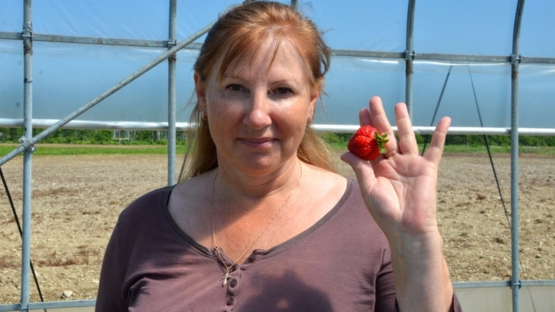 Пенсионерка построила клубничный бизнес на Сахалине