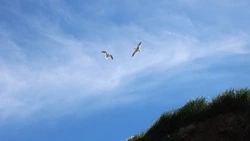 Госдума приняла закон о штрафах за обозначение Курил частью других государств