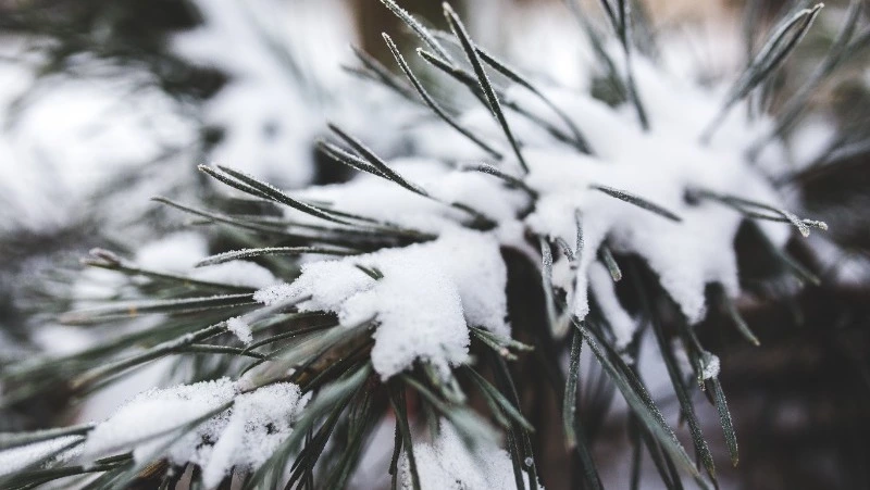 Мороз до -10 градусов прогнозируют синоптики в Южно-Сахалинске 16 ноября