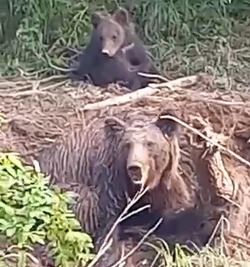 Жители Ногликского района спасли медведицу из браконьерских сетей