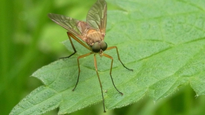 Народные приметы на 26 мая: что нельзя делать в день Лукерьи Комарницы