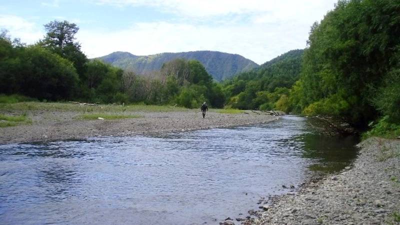 На Сахалине ограничили промысел горбуши на некоторых участках рек