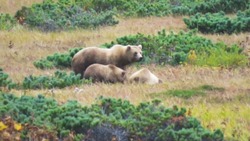Две сытых медвежьих семьи повстречал житель Северо-Курильска