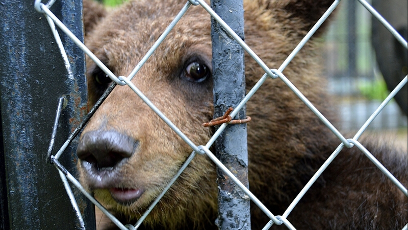 Юлькина судьба