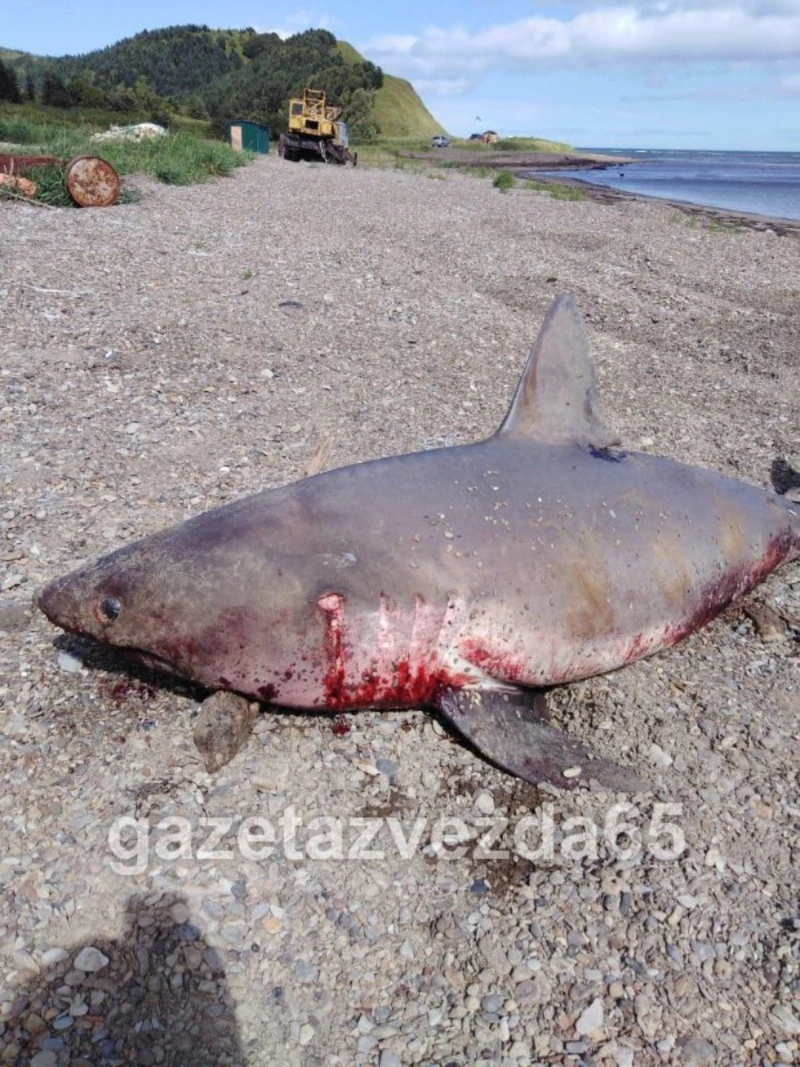 Акулу и морскую собаку поймали рыбаки в Поронайском районе 