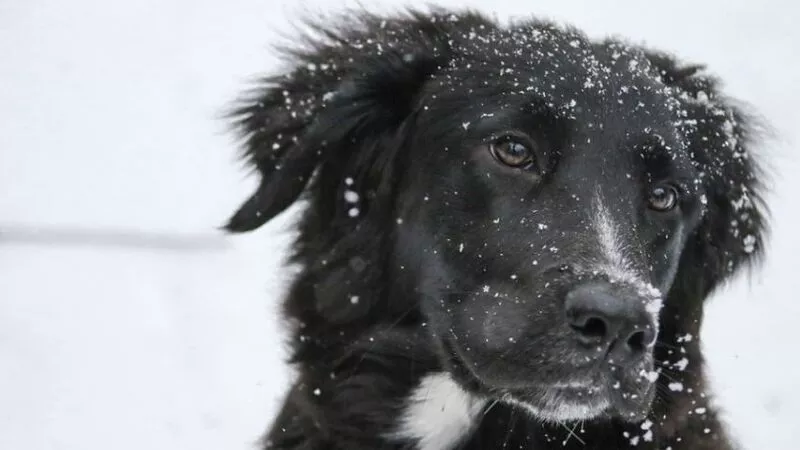 Погода улучшится. Сахалинские синоптики не обещают снегопадов на предстоящей неделе
