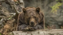 Жителей Итурупа предупредили о гуляющем по улице медведе