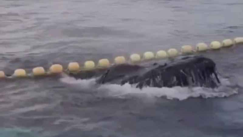 На Курилах пара горбатых китов попала в невод — один, возможно, погиб