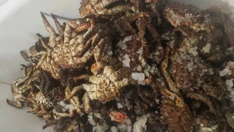 «Итог — около 100 штук»: жители Сахалина похвастались кадрами с крабалки