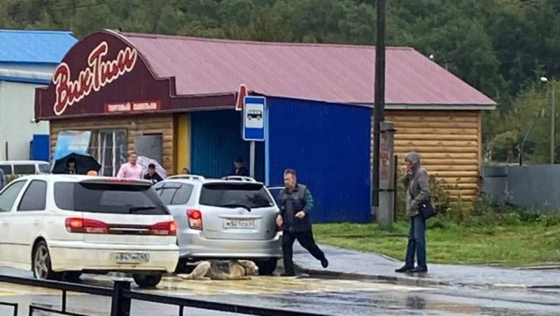 Мужчина сбил собаку и оставил умирать напротив школы в Корсаковском районе