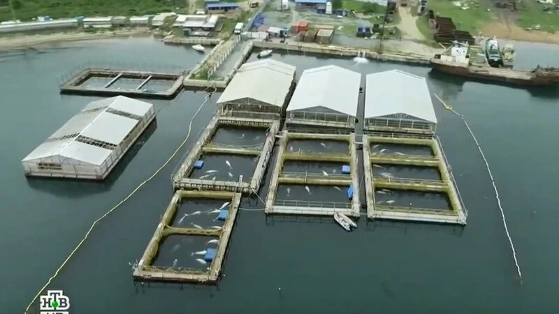 Косаток из «китовой тюрьмы» начали вывозить в район Шантарских островов