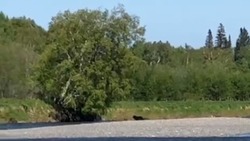 Медведь повадился ходить к рыбакам на реку в центре Сахалина — ВИДЕО