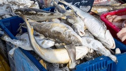 Рыбу по низкой цене привезли в 4 торговые точки Южно Сахалинска: список адресов