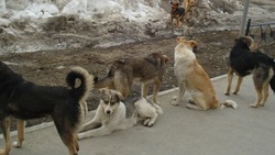 Единую стратегию по отлову бездомных собак разработают на юге Сахалина