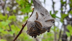 Гнезда вредных боярышниц повисли на деревьях в центре Южно-Сахалинска