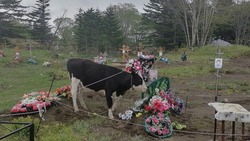 Наглые коровы пасутся на кладбище и гадят на могилы жителей Курил
