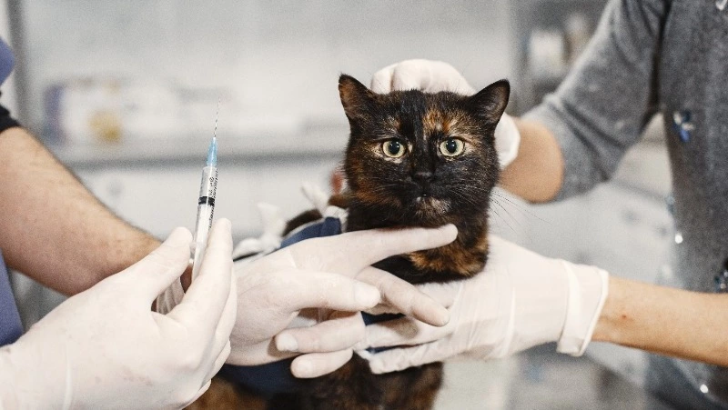 ФИП — не смертный приговор: как сахалинские волонтеры спасают котов и сколько это стоит