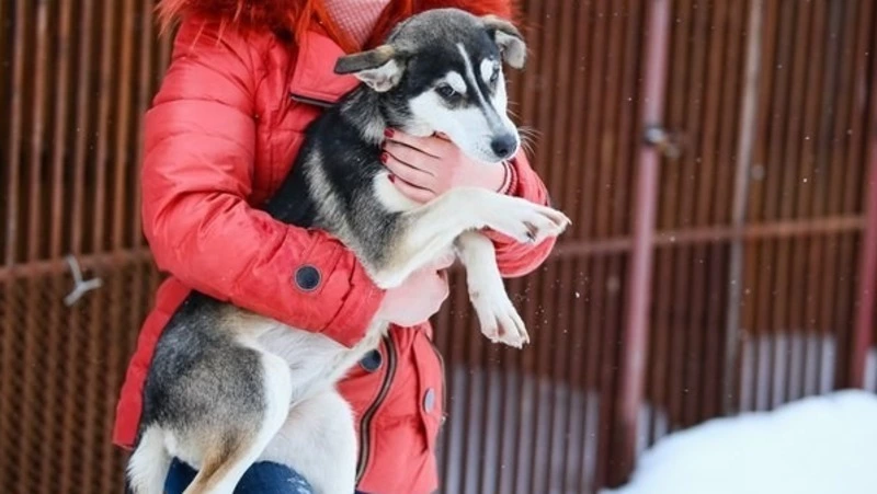 Законопроект, призванный сократить количество бродячих собак на Сахалине, примут до конца года