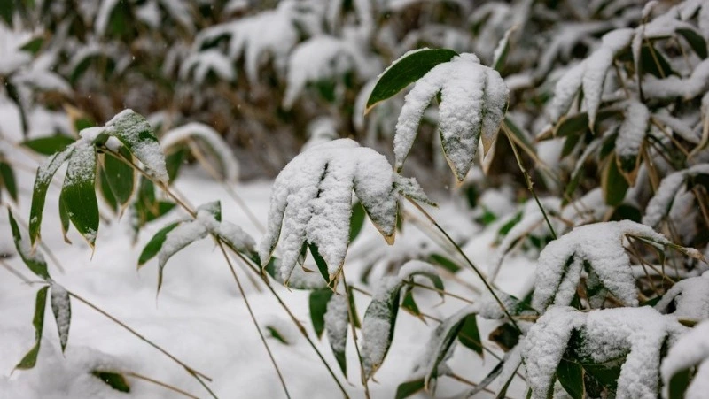 Вильфанд предрекает Дальнему Востоку холодный март: что ждет Сахалин и Курилы