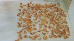 На Сахалине нашли и описали новый вид раков — бокоплавов