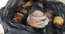 Фотофакт: сахалинцы активно ловят спизулу на побережьях Анивского залива