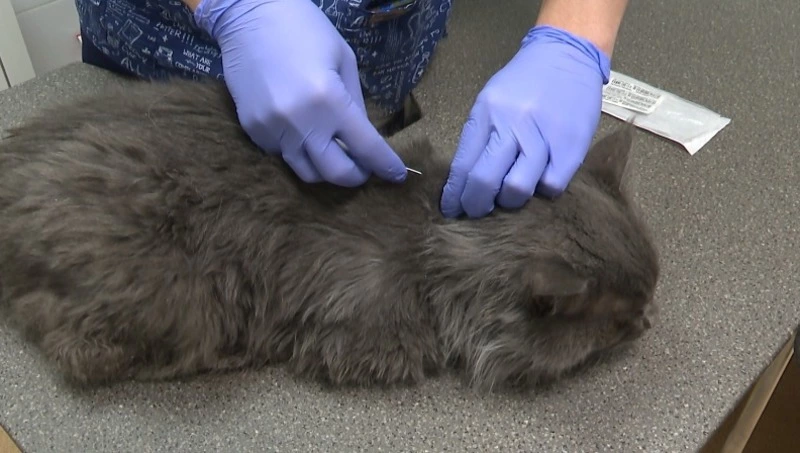 При чипировании питомцев на Сахалине каждому животному присвоят 15-значный номер