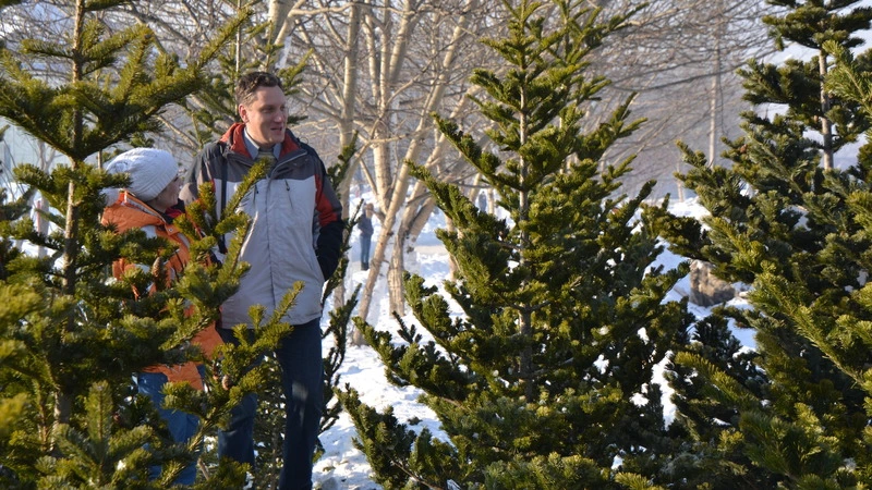 В Корсаковском районе началась заготовка новогодних елочек