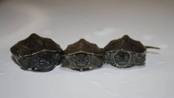 Мэр Курильска ищет хозяев прожорливым черепашатам-подкидышам