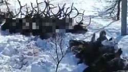 Бастрыкин взял на контроль расследование массового убийства оленей на Сахалине