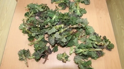 На Сахалине начали продавать первые дикоросы