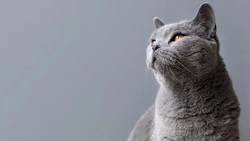 «Авито» и «Централ Партнершип» запустили проект в поддержку бездомных животных