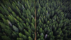 Гектары хвойных деревьев: как жители Сахалина сохраняют лесной массив