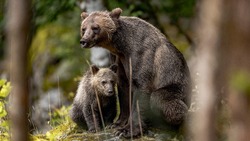 Медведицу с детенышами встретили дети по пути с Тунайчи в Южно-Сахалинск