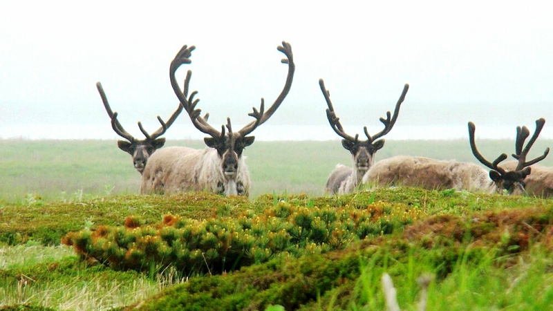 Здоровые панты