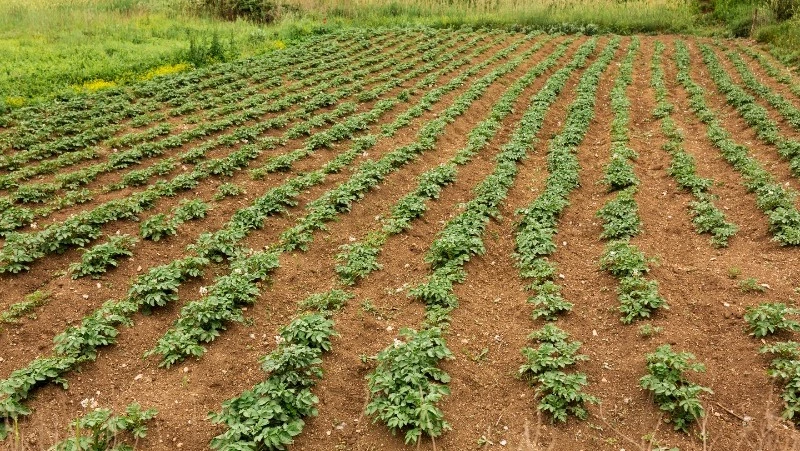 Народные приметы на 30 мая 2024 года: что можно и нельзя делать в этот день