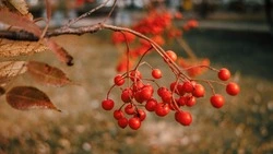 Жара до +27 градусов и небольшой дождь ждет жителей Сахалина и Курил 5 сентября