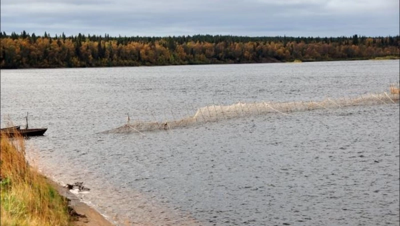 Первый в 2023 году РУЗ для лососевых установили на Сахалине