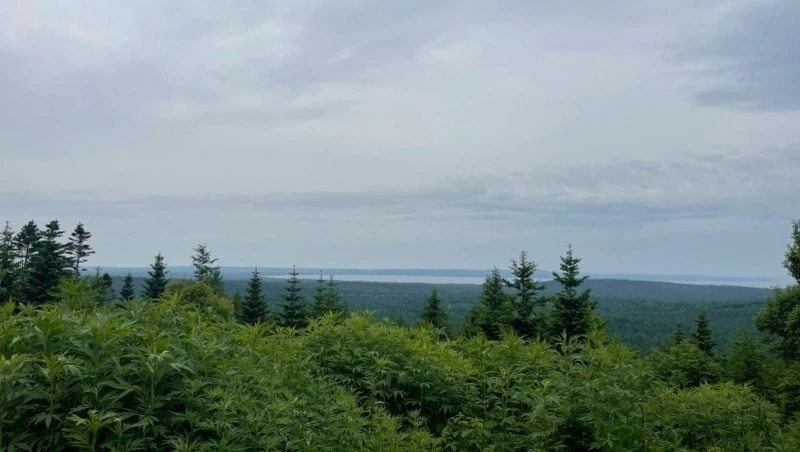 Дожди и туман спрогнозировали синоптики в Сахалинской области 1 июля