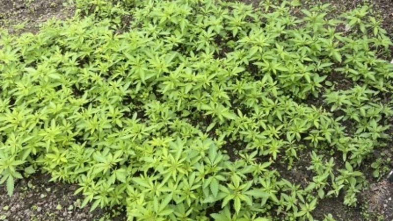 Мужчина вырастил 960 кустов конопли в теплице в пригороде Южно-Сахалинска