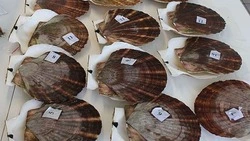 Ученые Сахалина изучат болезни гребешка