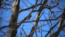 Погода в Южно-Сахалинске 28 марта: морозное утро сменит плюсовая температура