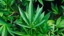 Житель Северо-Курильска вырастил у себя дома коноплю в цветочном горшке 