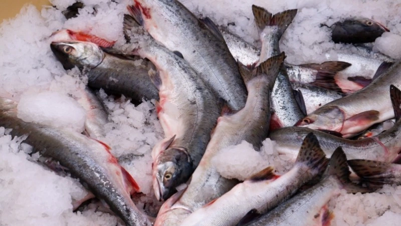 Свежую горбушу по 92 рубля за кг привезут в Смирныховский район утром 26 июля