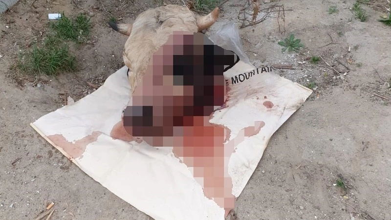 Голову мертвой коровы обнаружили в Охе
