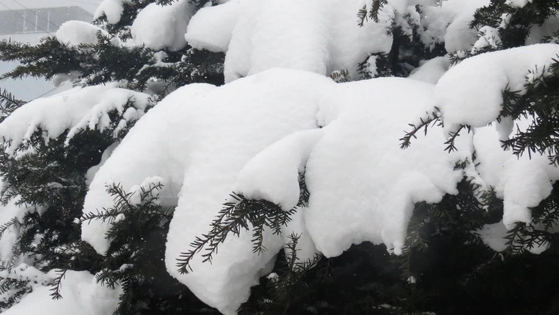 Снежно и морозно будет в Сахалинской области 8 февраля
