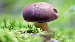 Жители Сахалинской области открыли сезон тихой охоты ваннами белых грибов и моховиков