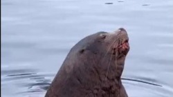 Засыпающего морского льва сняли на видео к северу от Сахалина
