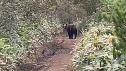 Туристы отпугнули медведя песней «Катюша» на Курилах