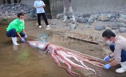Гигантского кальмара обнаружили на пляже Обамы в Японии